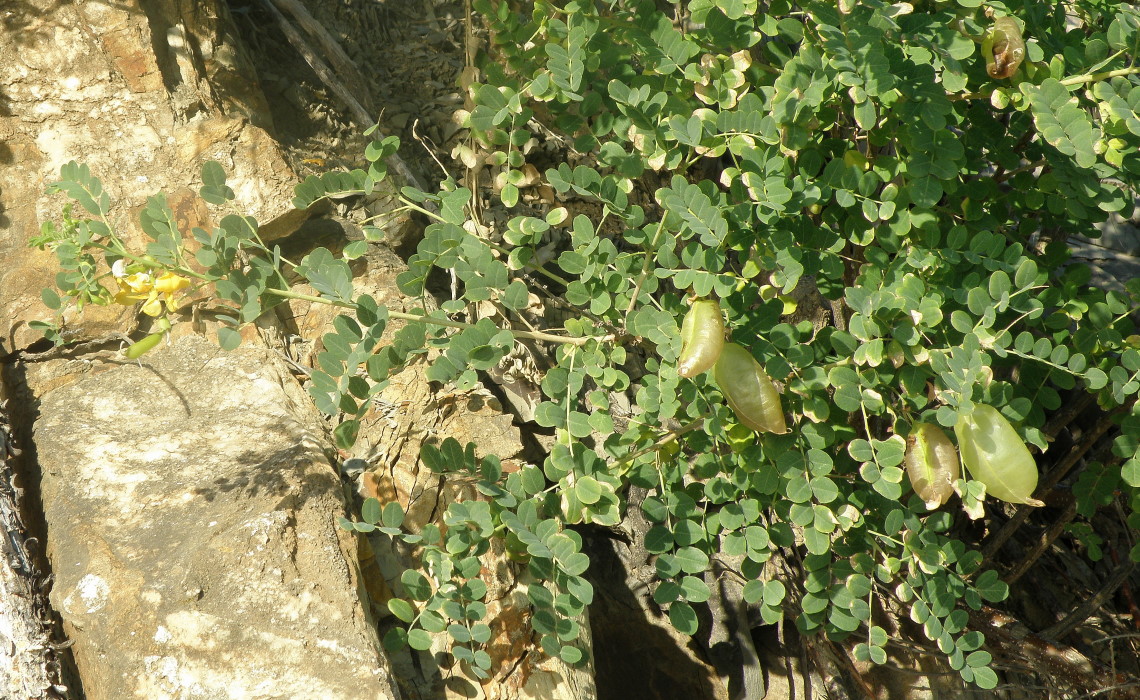 Изображение особи Colutea cilicica.