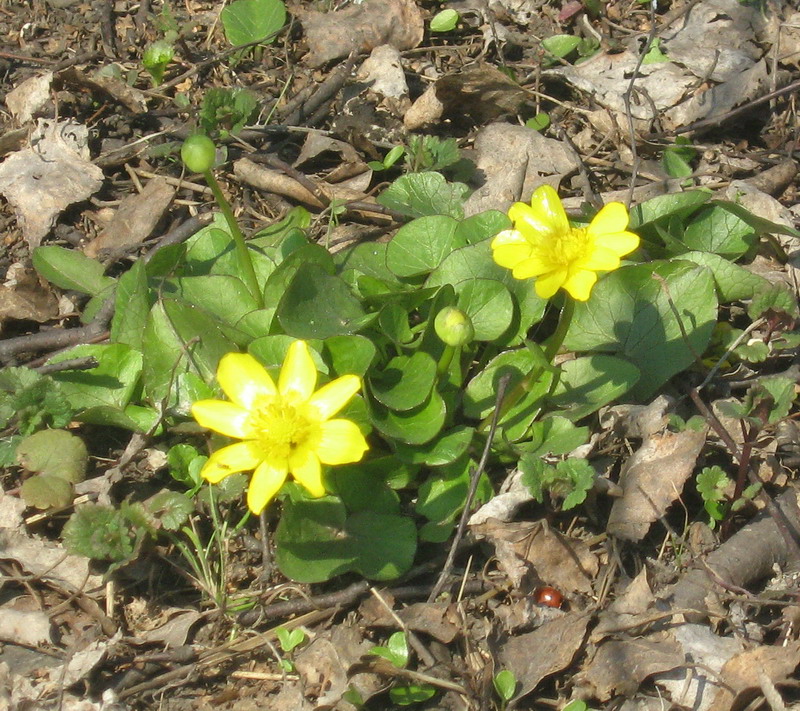 Image of Ficaria calthifolia specimen.
