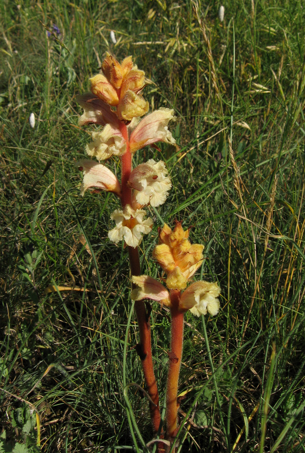 Изображение особи Orobanche alba.