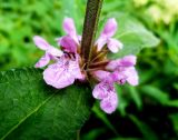 Stachys palustris