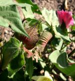 Gossypium peruvianum. Завязавшиеся плоды, прикрытые прицветниками. Каракумы, Мервский оазис, в культуре. Июнь 2012 г.