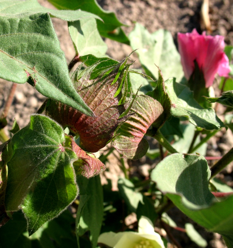 Изображение особи Gossypium peruvianum.