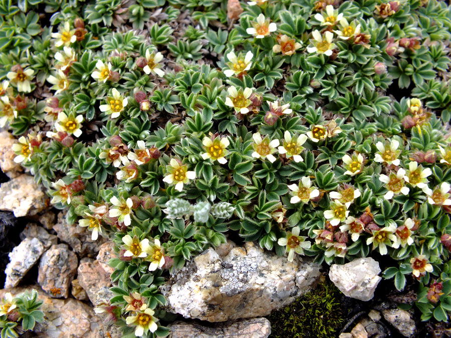 Image of Sibbaldia tetrandra specimen.