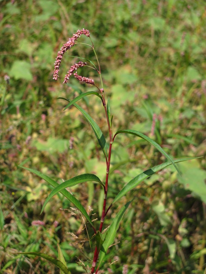 Изображение особи Persicaria lapathifolia.