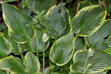 Hosta fortunei