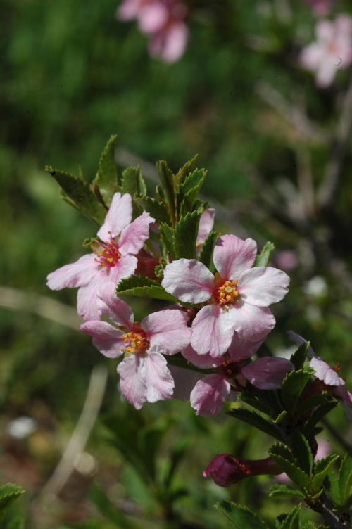 Изображение особи Cerasus tianshanica.