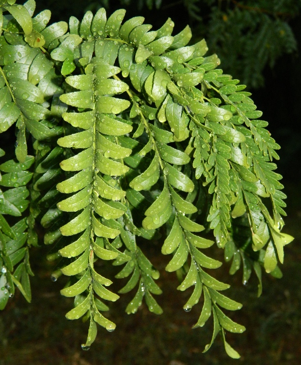 Изображение особи Gleditsia triacanthos.