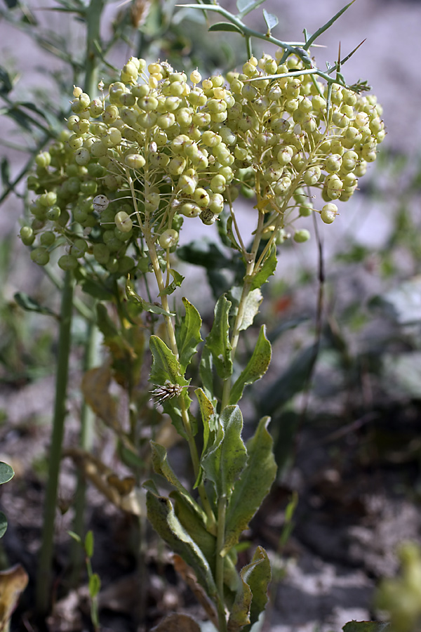 Image of Cardaria repens specimen.