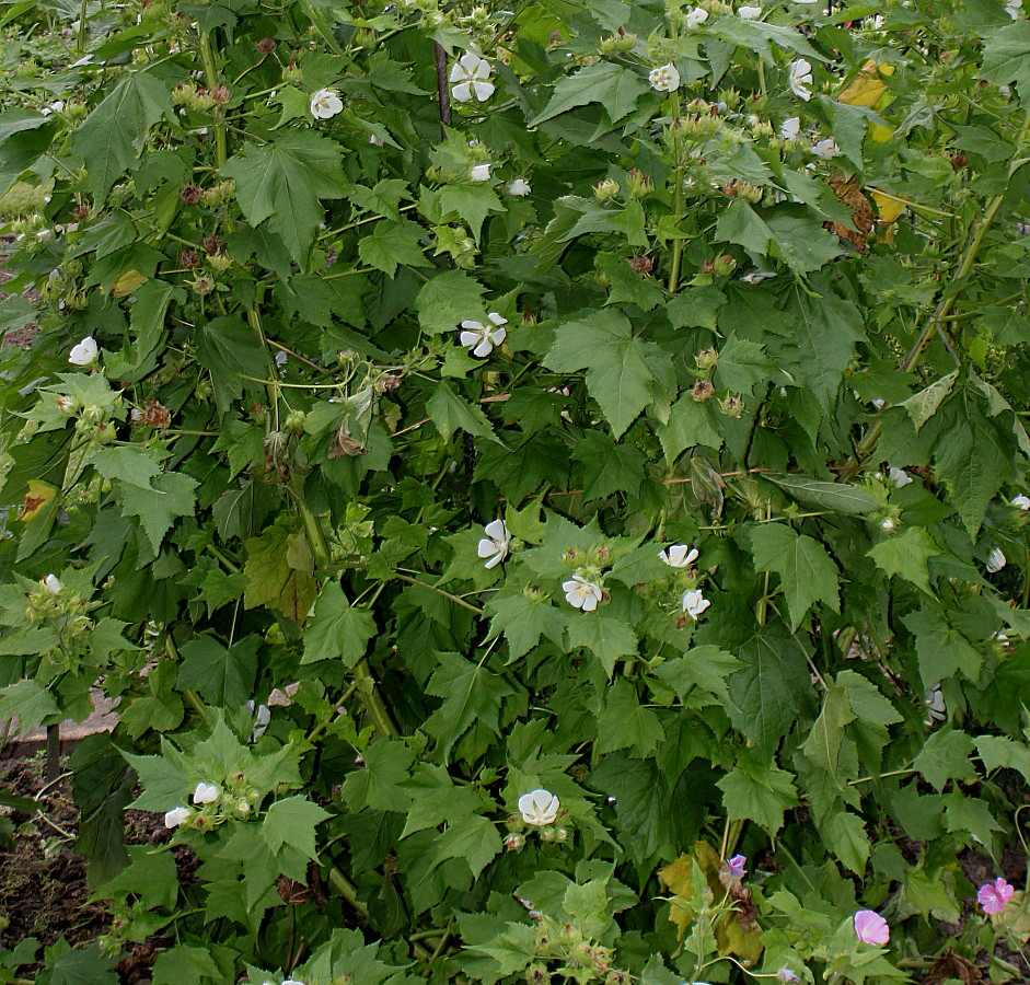 Изображение особи Kitaibelia vitifolia.