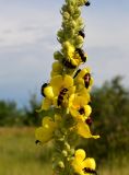 Verbascum densiflorum