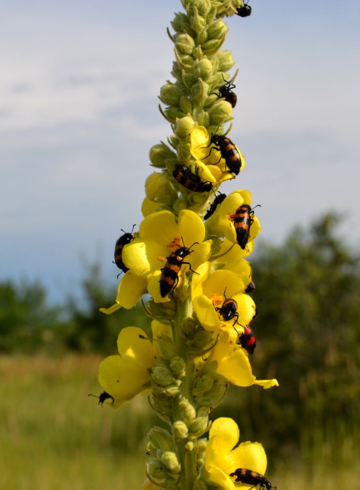 Image of Verbascum densiflorum specimen.