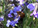 Pulmonaria angustifolia