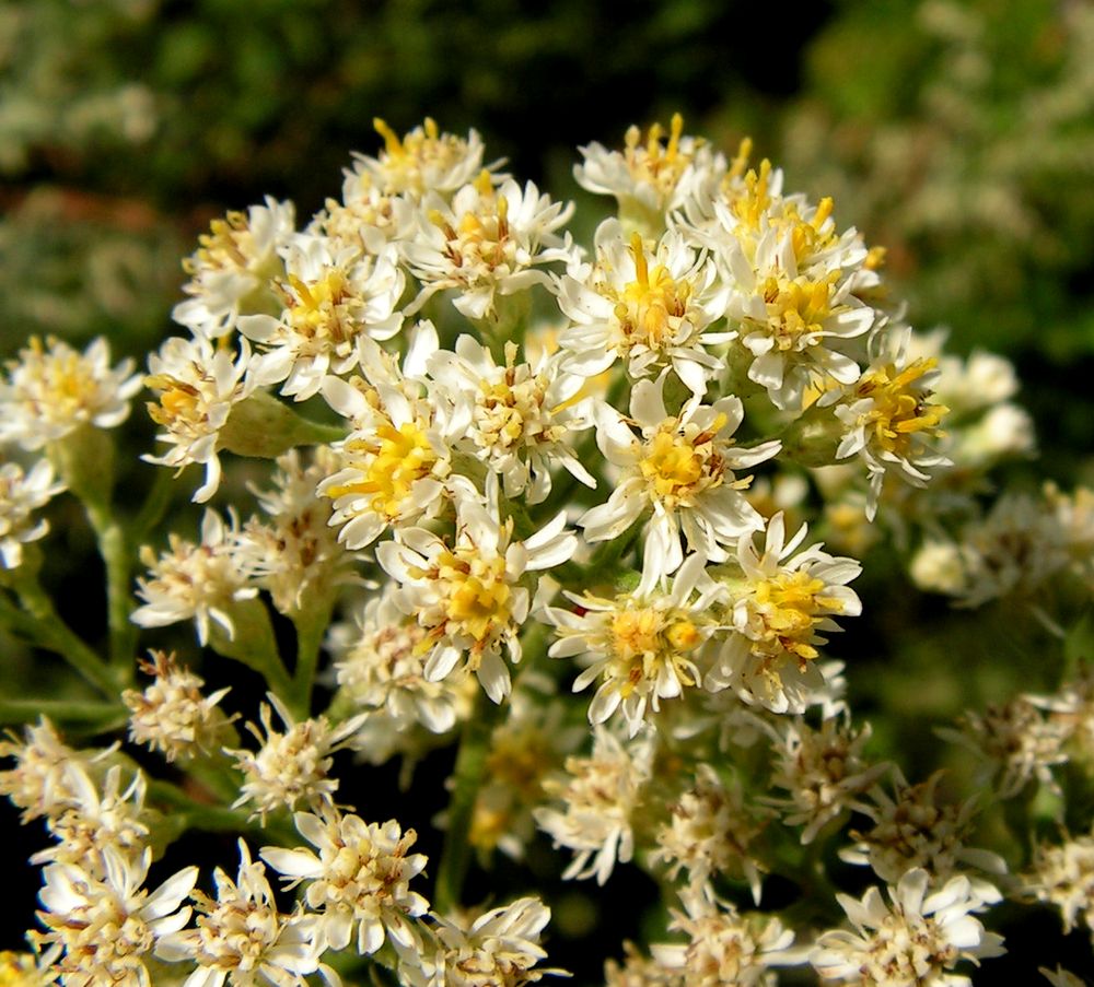 Image of Turczaninowia fastigiata specimen.