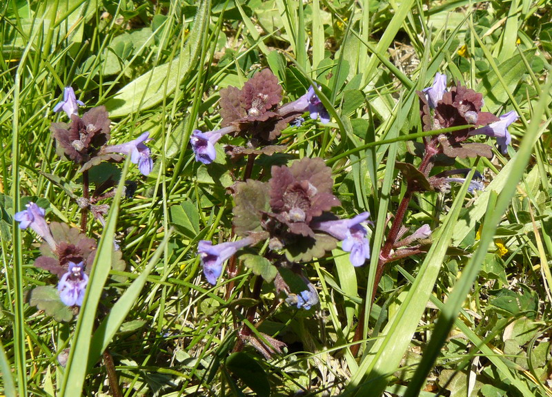 Изображение особи Glechoma hederacea.