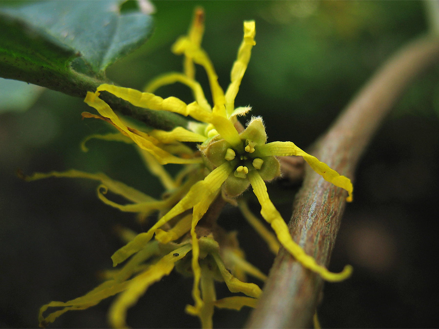 Image of Hamamelis virginiana specimen.