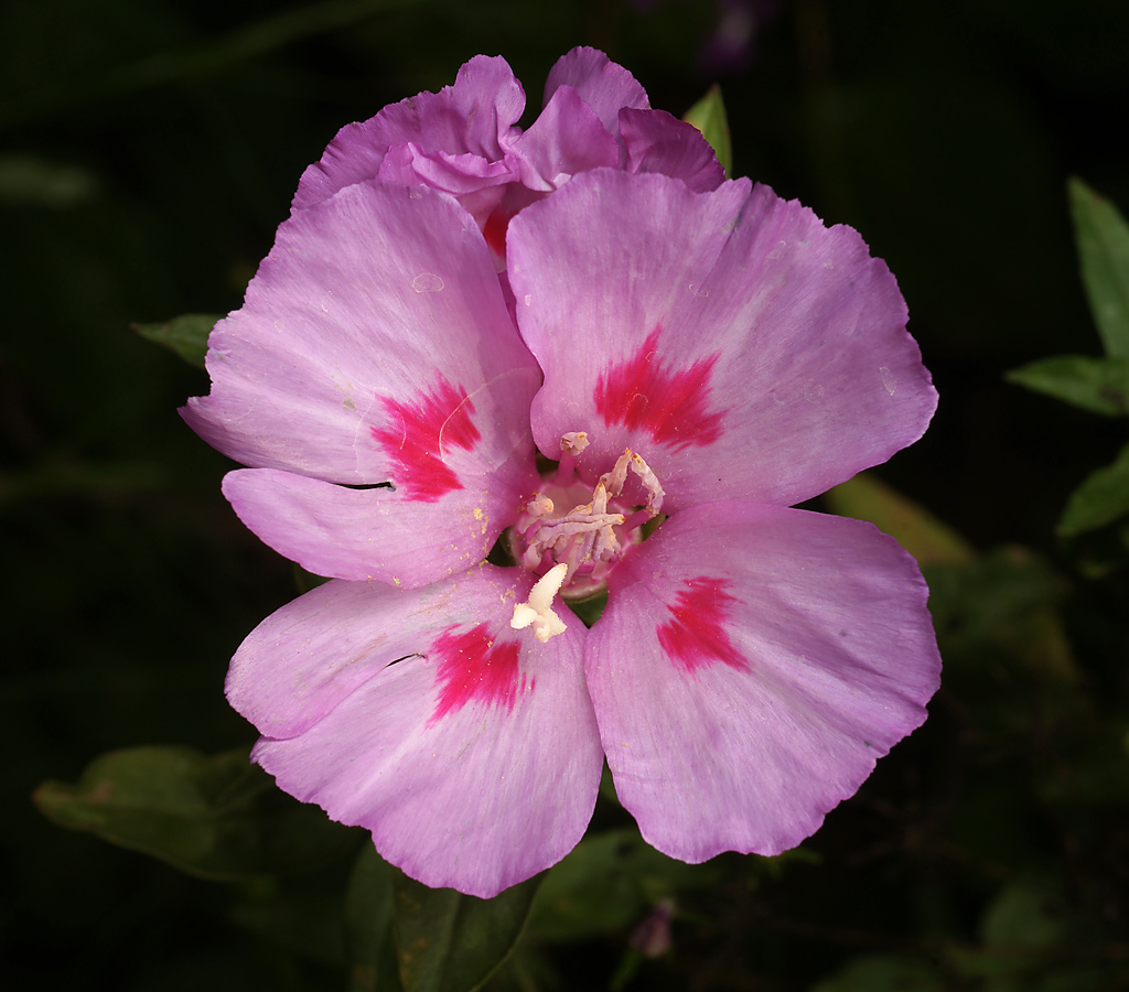 Изображение особи Clarkia amoena.