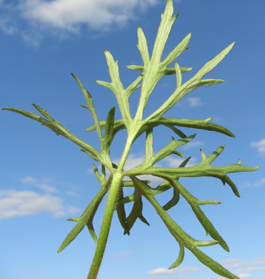 Image of Ranunculus polyanthemos specimen.