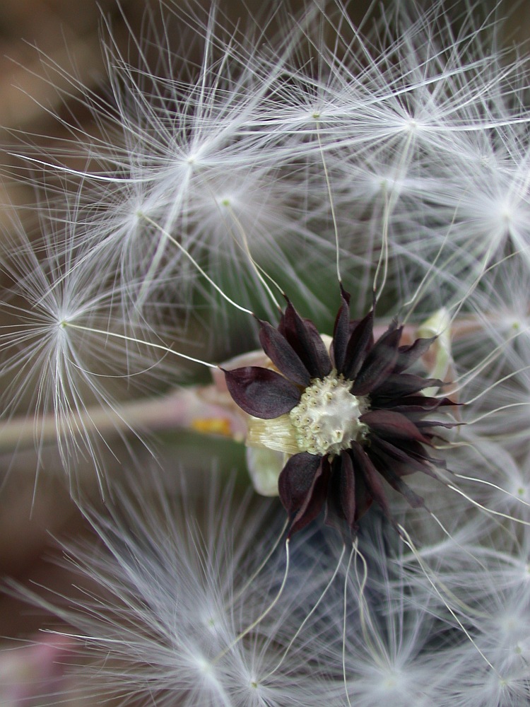 Image of Lactuca tuberosa specimen.