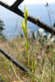 Brachypodium retusum. Соцветие. Испания, Каталония, Жирона, Тосса-де-Мар, крепость Вила-Велья. 24.06.2012.