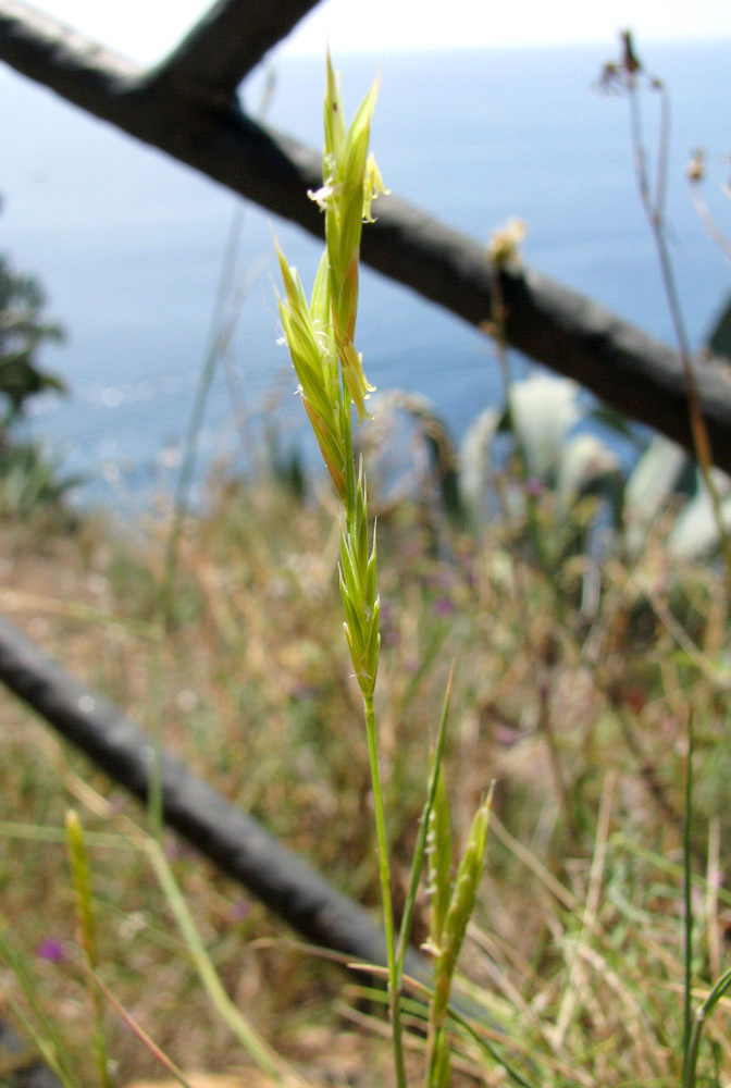 Изображение особи Brachypodium retusum.