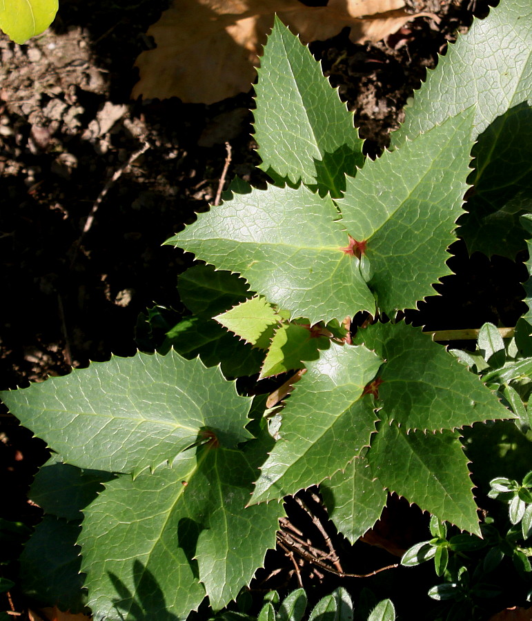 Image of Helleborus argutifolius specimen.