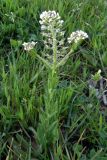 Lepidium campestre. Цветущее растение. Крым, Байдарская долина. 9 мая 2009 г.