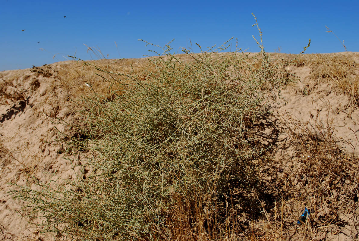 Image of Girgensohnia oppositiflora specimen.