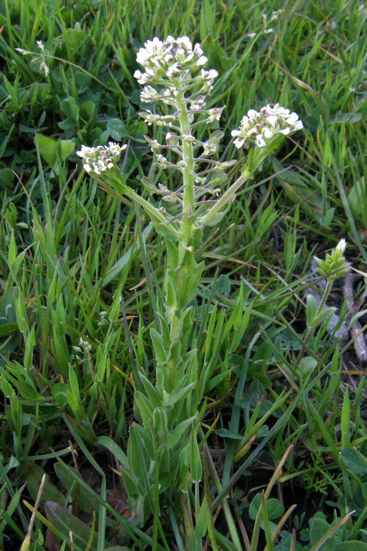 Изображение особи Lepidium campestre.