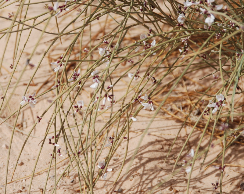 Image of Retama raetam specimen.