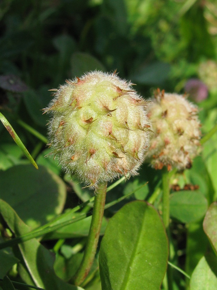 Изображение особи Trifolium fragiferum.