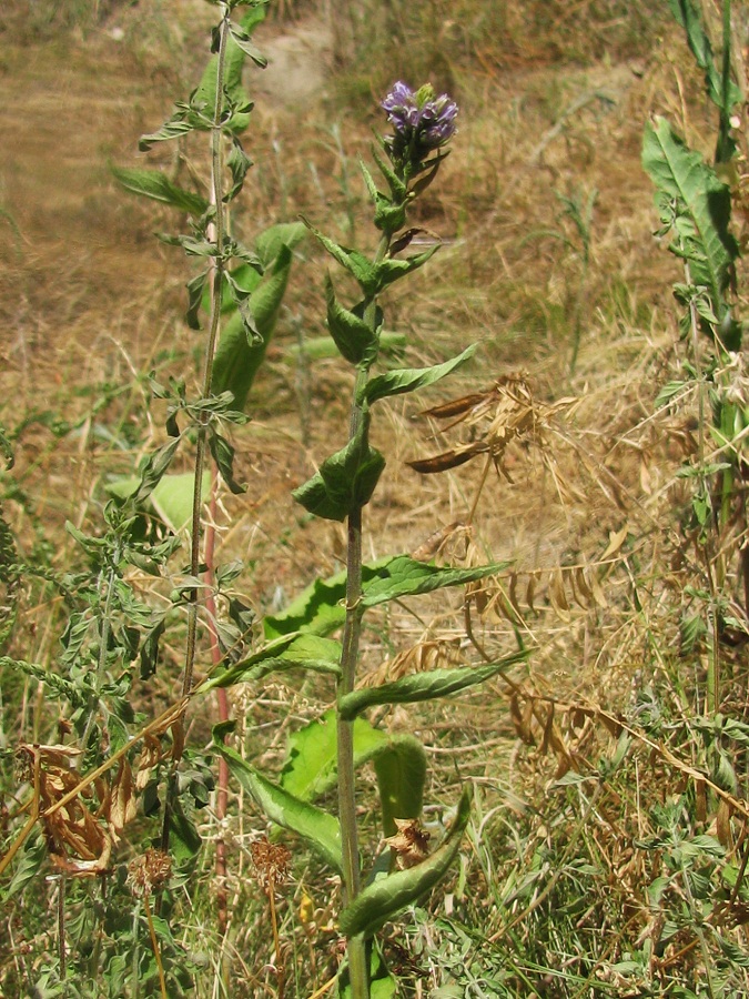 Image of Campanula farinosa specimen.