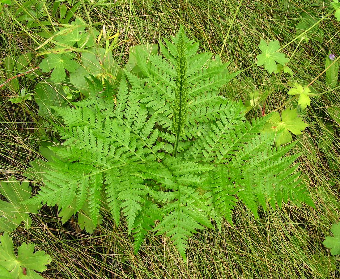 Изображение особи Botrychium strictum.