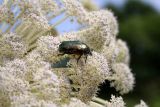 Angelica ursina