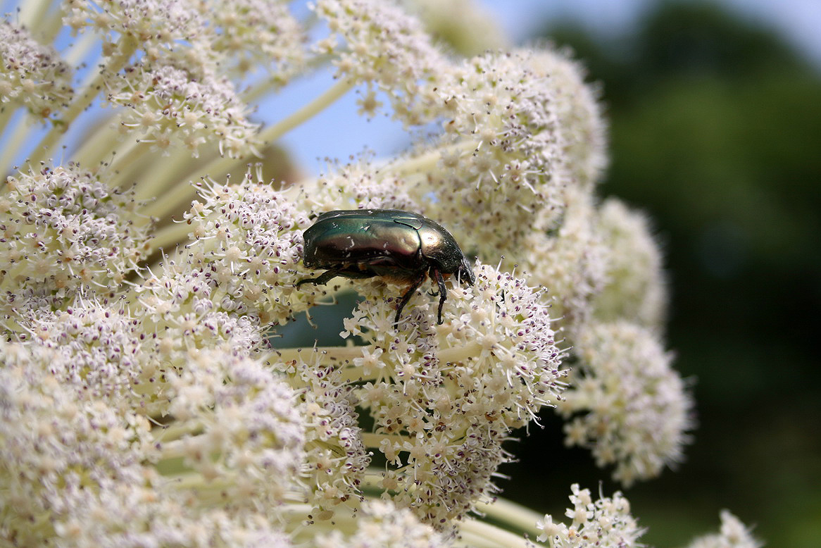 Image of Angelica ursina specimen.
