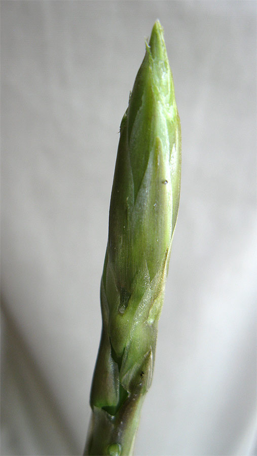 Изображение особи Asparagus horridus.