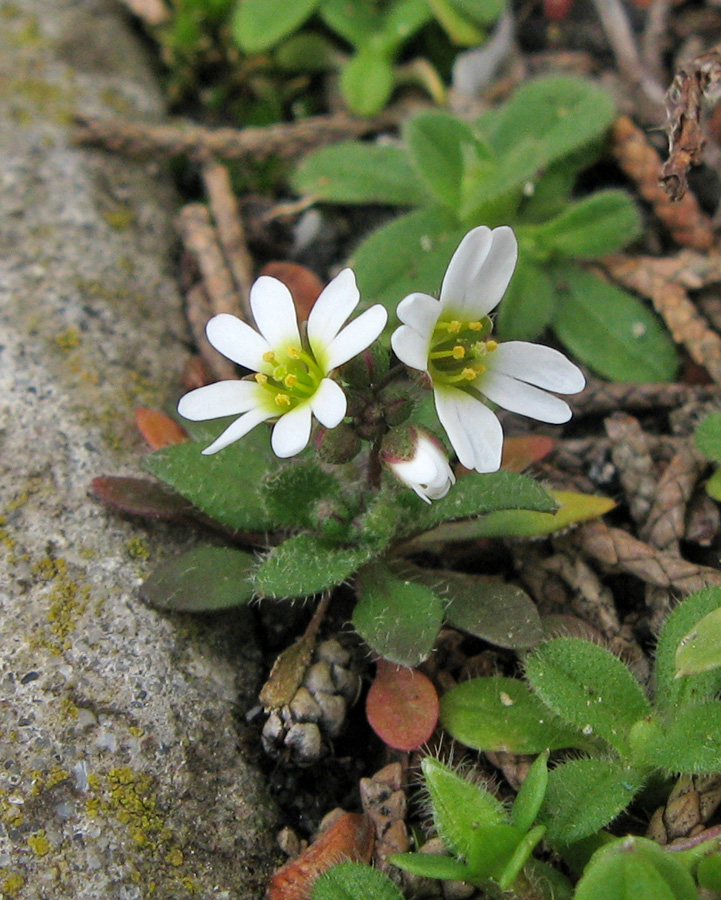 Изображение особи Erophila praecox.