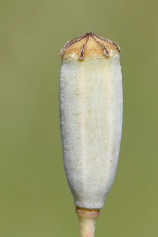 Изображение особи Papaver albiflorum.