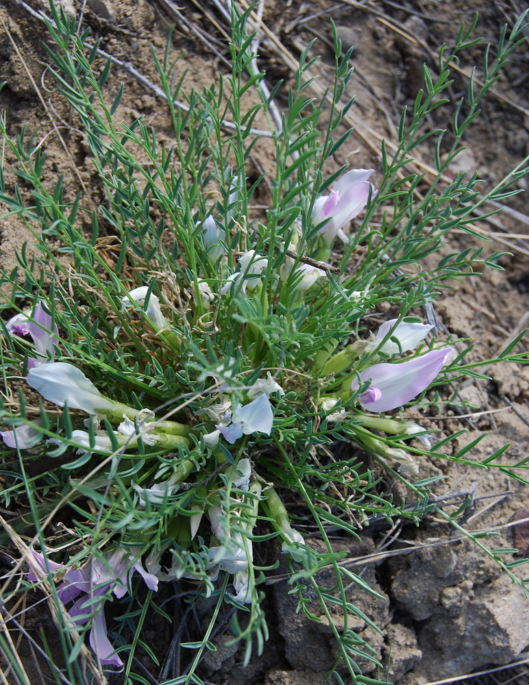 Изображение особи Oxytropis squammulosa.