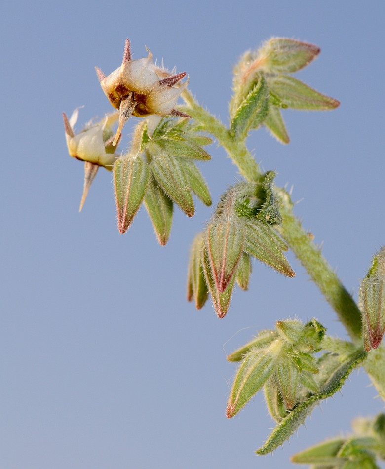 Изображение особи Trichodesma africana.