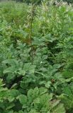 Aruncus dioicus
