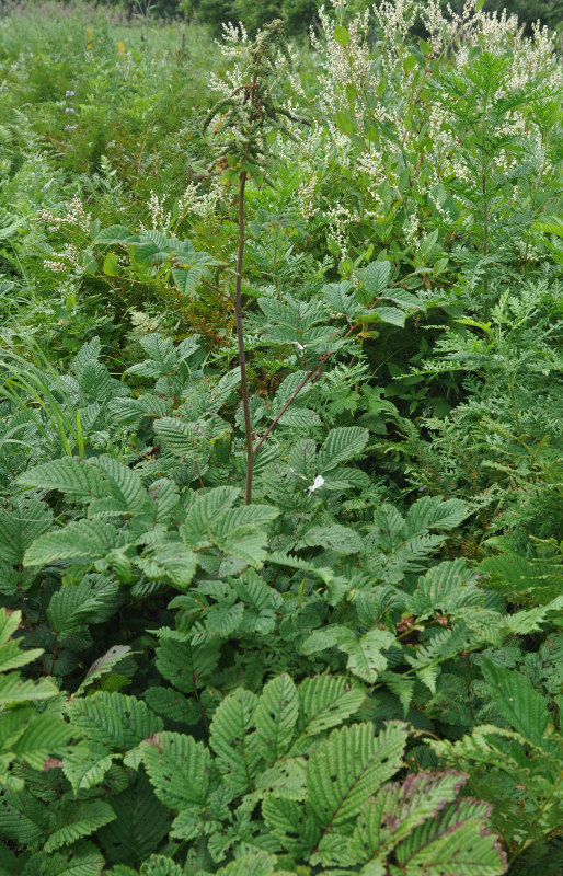 Image of Aruncus dioicus specimen.