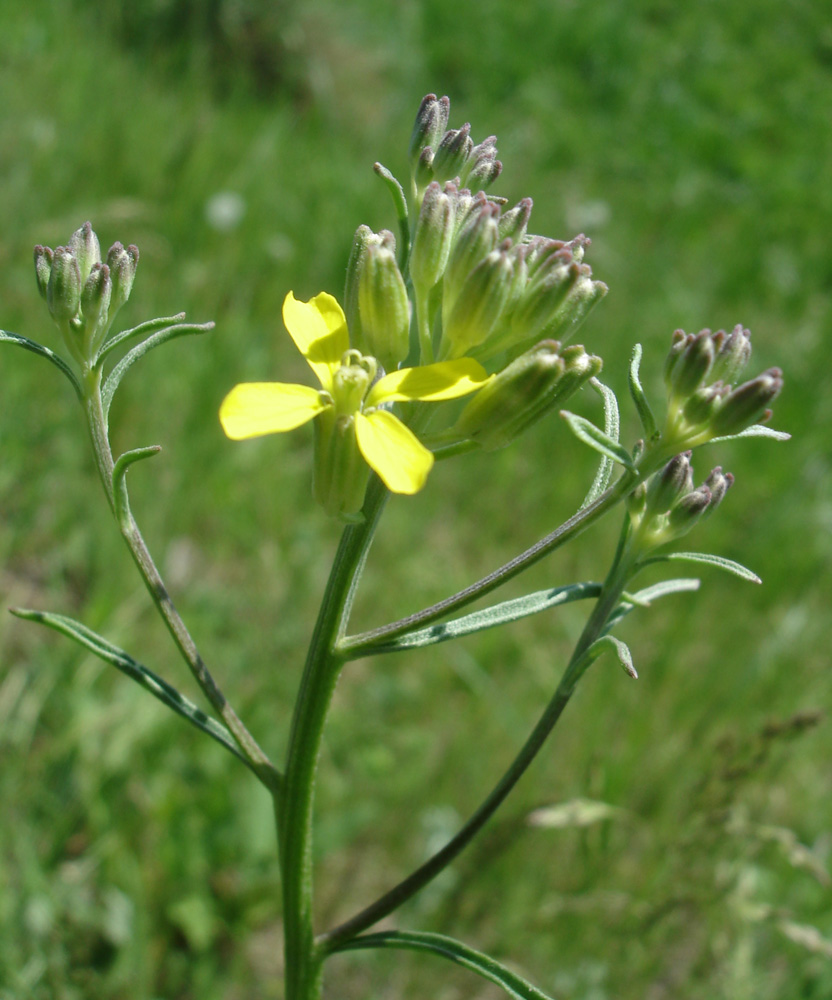 Изображение особи Erysimum canescens.