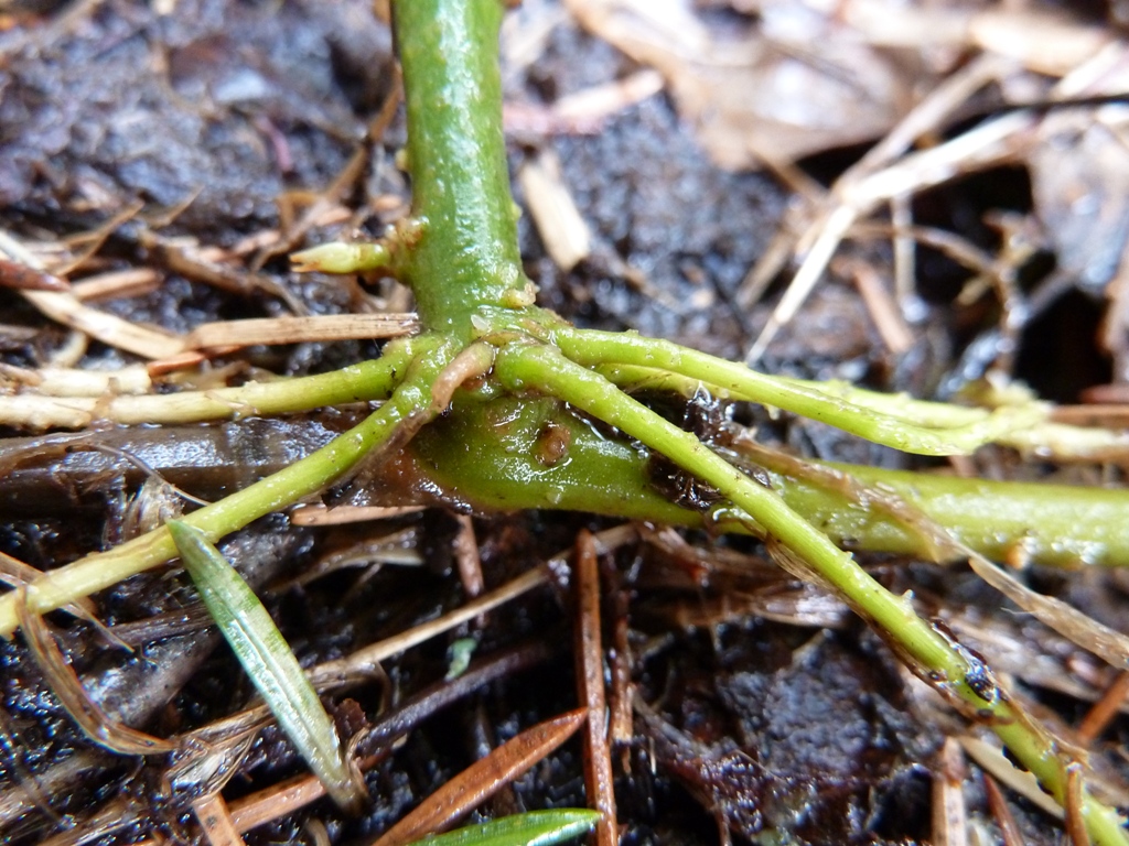 Изображение особи Solanum dulcamara.