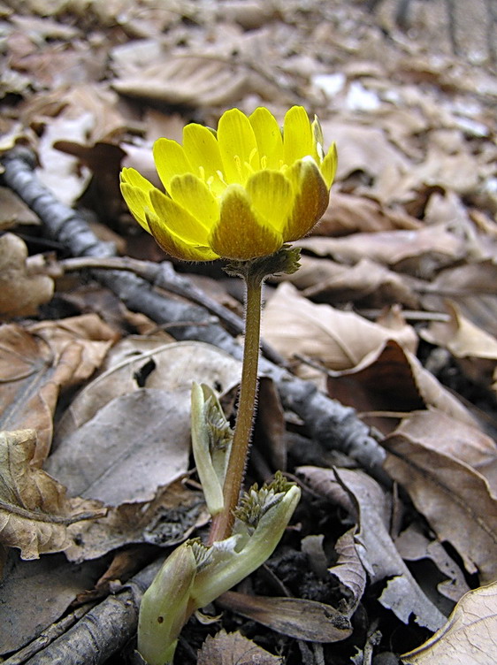 Изображение особи Adonis amurensis.