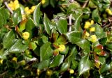 Berberis candidula