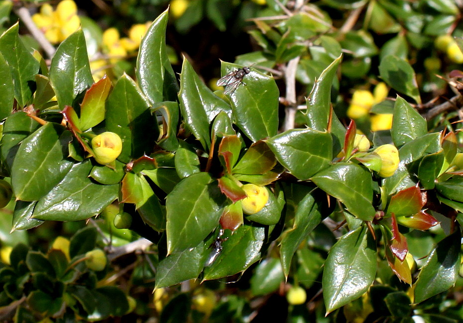 Изображение особи Berberis candidula.