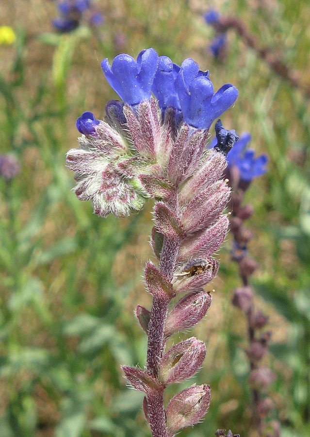 Image of Anchusa leptophylla specimen.