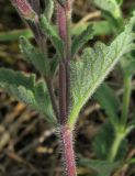 Teucrium chamaedrys