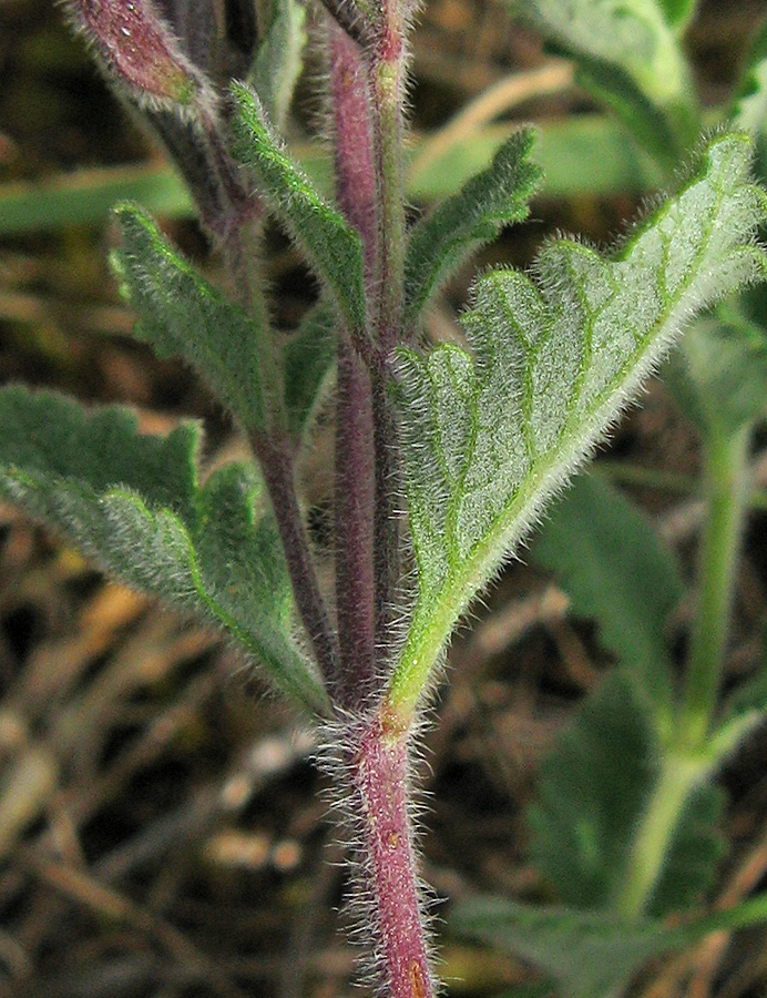 Изображение особи Teucrium chamaedrys.