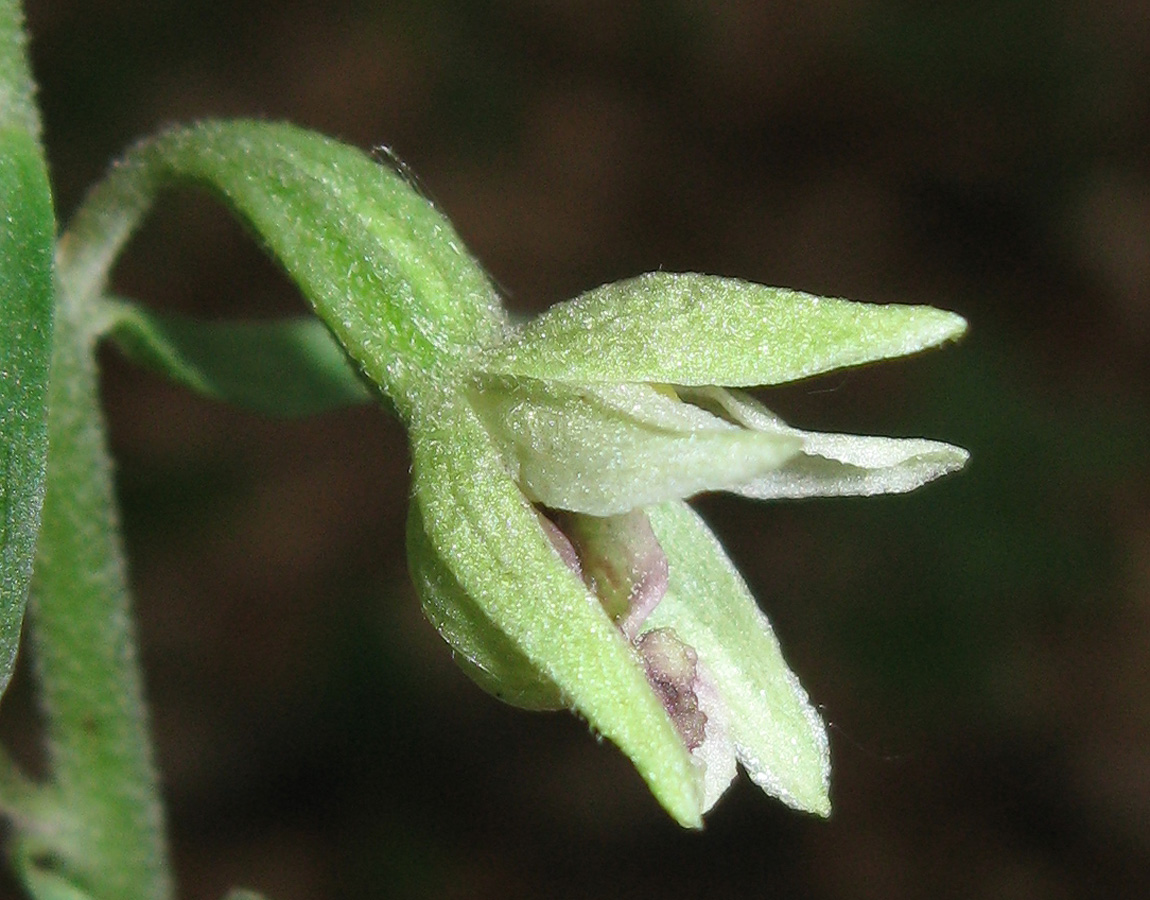 Image of Epipactis krymmontana specimen.